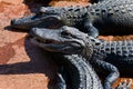 Baby alligators Royalty Free Stock Photo