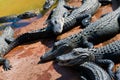 Baby alligators Royalty Free Stock Photo
