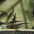 Baby alligators in a pond in Florida Royalty Free Stock Photo