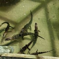 Baby alligators in a pond in Florida Royalty Free Stock Photo