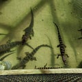 Baby alligators in a pond in Florida Royalty Free Stock Photo