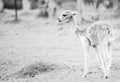Baby Alpaca, also called Cria. Black and White. Royalty Free Stock Photo
