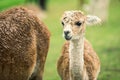 Baby Alpaca, also called Cria Royalty Free Stock Photo