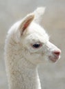 Baby Alpaca Llama Royalty Free Stock Photo