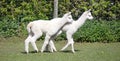 Baby alpacas running in a field