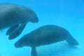 Baby Amazonian manatee or Trichechus inunguis