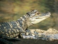 Baby American alligator Royalty Free Stock Photo