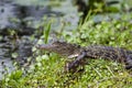 Baby American Alligator, Okefenokee Swamp National Wildlife Refuge Royalty Free Stock Photo