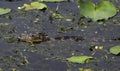 Baby American Alligator, Okefenokee Swamp National Wildlife Refuge Royalty Free Stock Photo