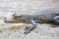 Baby Alligator On The Sand