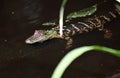 Baby American Alligator swimming at Donnelley WMA, South Carolina, USA