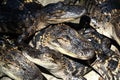 Baby American Alligators 2