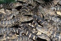 Baby American Alligators 6 Royalty Free Stock Photo