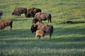 Baby american bison buffalo nursing