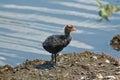 Baby American Coot Royalty Free Stock Photo