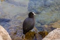 Baby American coot by the Geneva Lake in Geneva Harbor Royalty Free Stock Photo