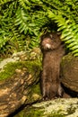 Baby American Mink Royalty Free Stock Photo