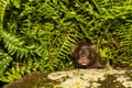 Baby American Mink Royalty Free Stock Photo