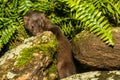 Baby American Mink Royalty Free Stock Photo