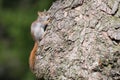 Baby American Red Squirrel Hiding On Tree Royalty Free Stock Photo