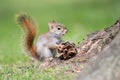 Baby American Red Squirrel With Pinecone Royalty Free Stock Photo