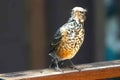 A baby American robin, A recently fledged American Robin chick Royalty Free Stock Photo