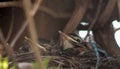 Baby American Robins in Nest with Beaks Poking Out Royalty Free Stock Photo