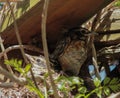 Baby American Robins in a Nest Calling Out for the Mother Royalty Free Stock Photo