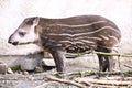 baby American tapir, Tapirus terrestris Royalty Free Stock Photo