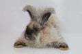 Cute Angora baby bunny Royalty Free Stock Photo