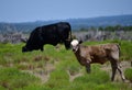 Baby Angus Cattle in a field in Texas Royalty Free Stock Photo