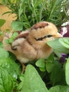 Baby animal chicks chickens pink pets