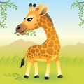 Baby Animal collection: Giraffe Royalty Free Stock Photo