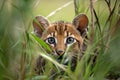 baby animal hidden in the tall grass, waiting to pounce