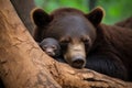 baby animal sleeping while mother stands guard Royalty Free Stock Photo