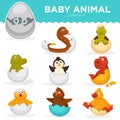 Baby animals hatch eggs cartoon pets hatching vector flat isolated icons Royalty Free Stock Photo
