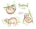 Baby animals sloth nursery isolated painting. Watercolor boho tropical drawing, child tropical illustration. cute palm