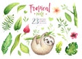 Baby animals sloth nursery isolated painting. Watercolor boho tropical drawing, child tropical illustration. cute palm