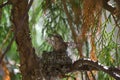 Baby anna`s hummingbird resting in its nest Royalty Free Stock Photo