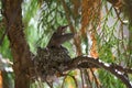 Baby anna`s hummingbird resting in its nest