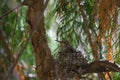 Baby anna`s hummingbird resting in its nest