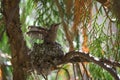 Baby anna`s hummingbird resting in its nest