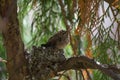 Baby anna`s hummingbird resting in its nest