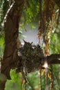 Baby anna`s hummingbird resting in its nest Royalty Free Stock Photo