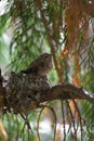 Baby anna`s hummingbird resting in its nest