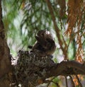 Baby anna`s hummingbird resting in its nest Royalty Free Stock Photo