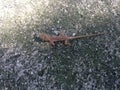 Baby Anolis Sagrei (Brown Anole) Lizard.