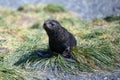 Baby antarctic fur seal sitting in tussock grass in South Georgia Royalty Free Stock Photo