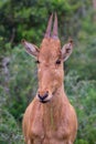 Baby antelope