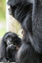 Baby Ape with mother